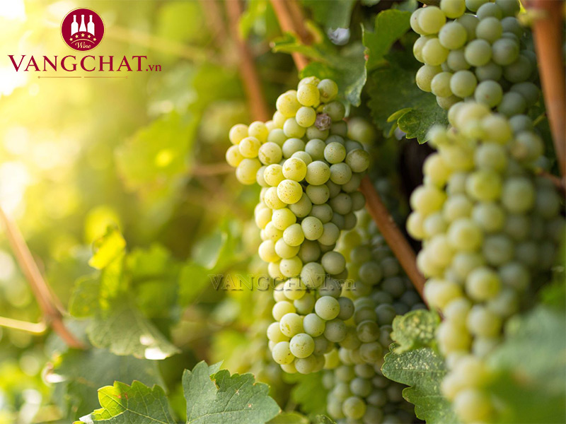 Vườn nho sản xuất rượu vang Cote Mas Sauvignon Vermentino tại Pháp