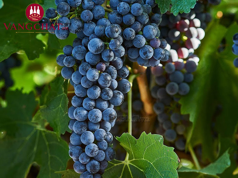 Giống nho Merlot và Cabernet Sauvignon làm rượu vang Calvet Reserve Merlot Caberne