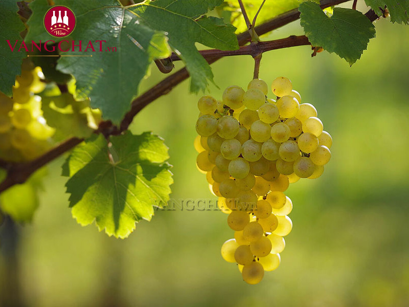 Vườn nho sản xuất rượu vang Cote Mas Frisante Blanc De Blancs tại Pháp