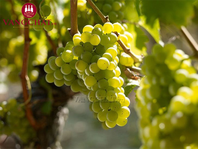 Giống nho làm nên rượu vang trắng Fleur De Cantelys Pessac-Leognan Blanc nhập khẩu chính hãng