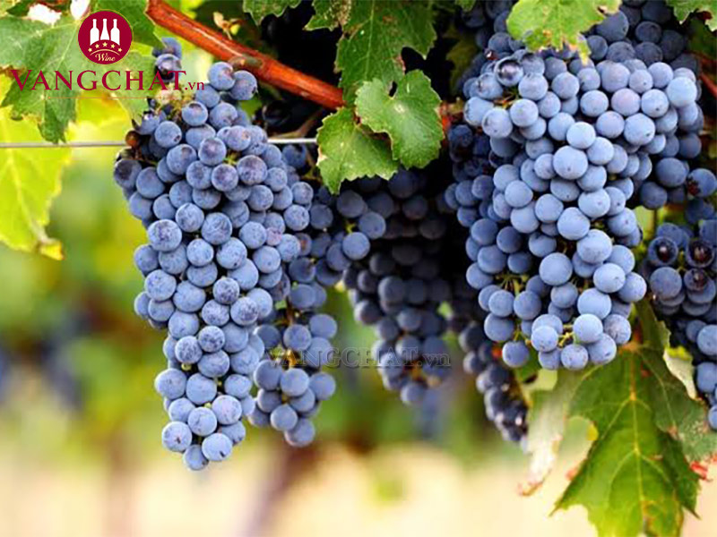 Giống nho làm rượu vang đỏ Jean Claude Mas Cabernet Sauvignon Les Soubergues nhập khẩu chính hãng
