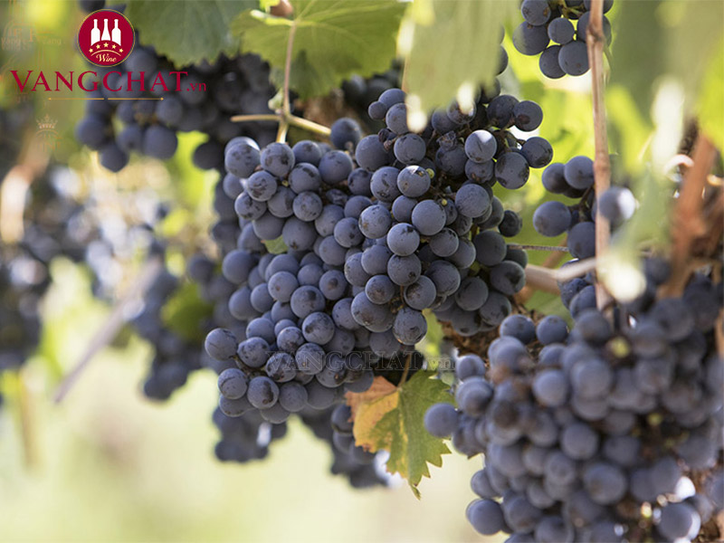 Vườn nho sản xuất rượu vang Domaine de Montcalmes Terrasses du Larzac tại Pháp