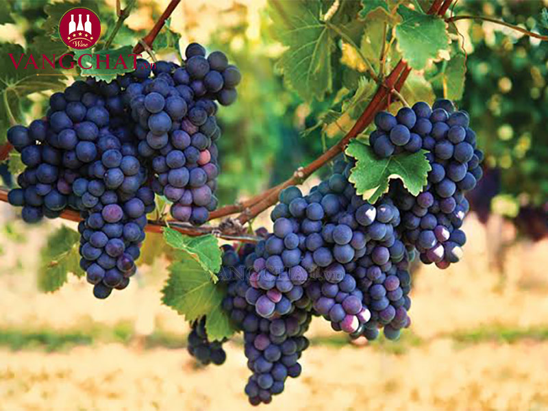 Giống nho sản xuất rượu vang đỏ Arrogant Frog Cabernet Sauvignon - Merlot nhập khẩu chính hãng