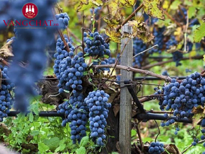 Vườn nho Merlot sản xuất rượu vang Calvet tại Pháp