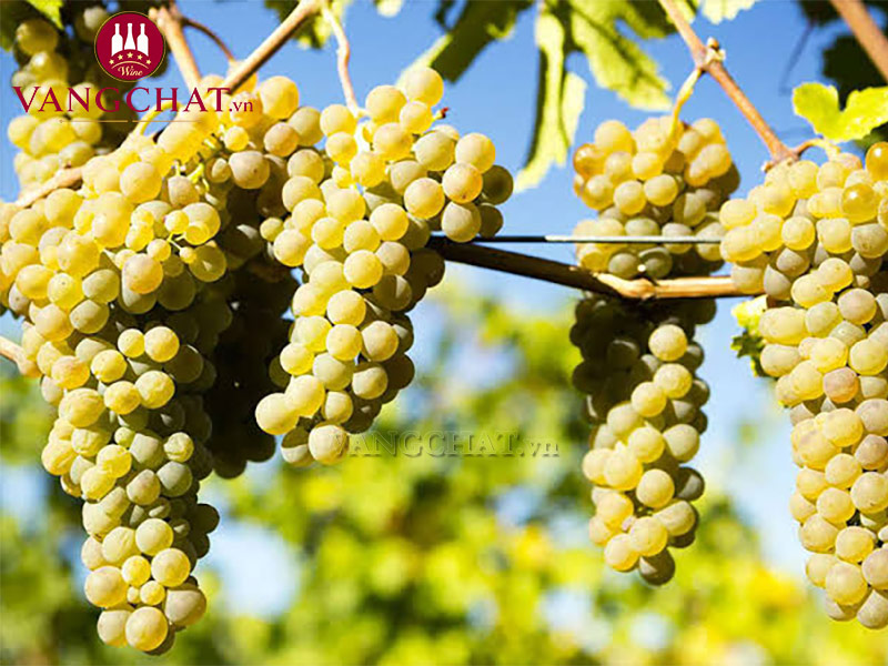 Giống nho sản xuất rượu vang Cote Mas Languedoc Blanc tại Pháp