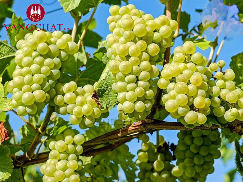 Vườn nho Chardonnay sản xuất rượu vang Calvet tại Pháp