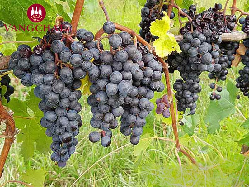 Giống nho làm rượu vang đỏ Cote Mas Syrah Grenache nhập khẩu chính hãng
