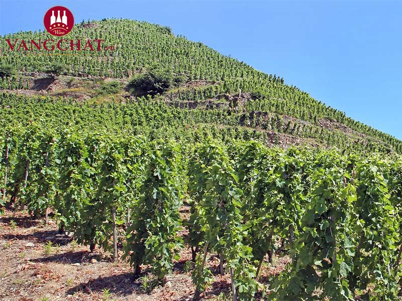 Vườn nho của rượu vang Pháp Vidal Fleury La Chatillonne Côte RôtieVidal Fleury La Chatillonne Côte Rôtie