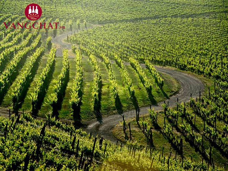 Vườn nho Sauvignon Blanc sản xuất rượu vang VDP Louis Eschenauer tại Pháp