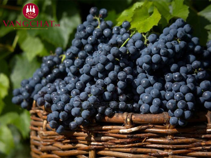 Giống nho Primitivo làm rượu vang đỏ Ý Codici 3L