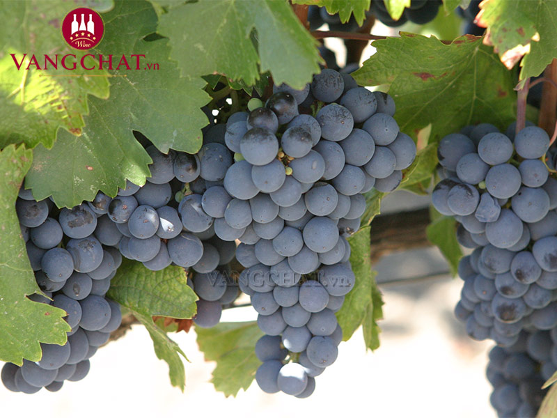 Giống nho làm rượu vang đỏ Catena-Rothschild 'Aruma' Malbec