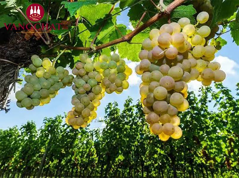 Giống nho làm rượu vang Calvet Celebration Sparkling Rosé chính hãng