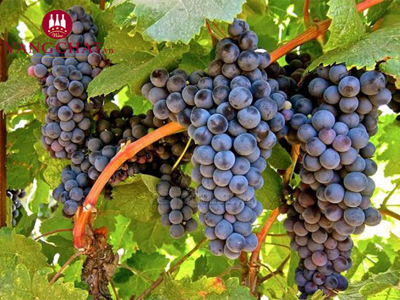 Giống nho làm rượu vang đỏ Catena-Rothschild “Amancaya” Reserva chính hãng