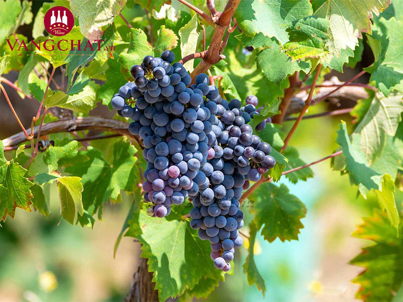 Giống nho làm vang Pháp Château Paul Mas Clos de Savignac Grès de Montpellier