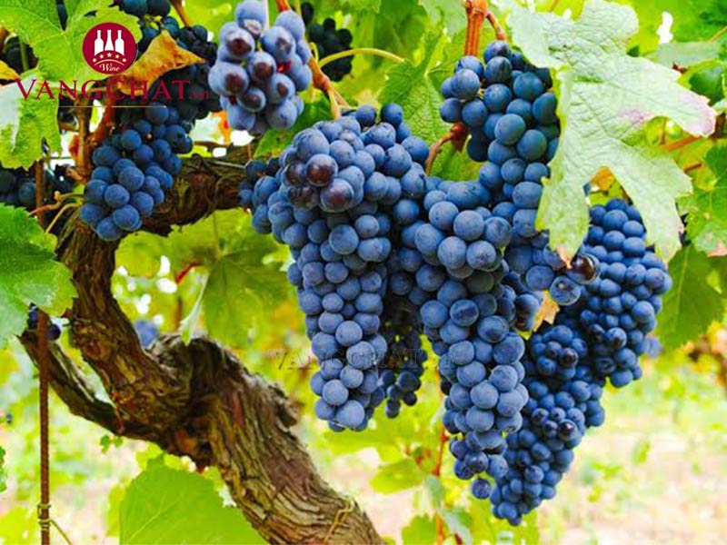 Giống nho làm rượu vang Pháp Fleurs de Prairie Brut