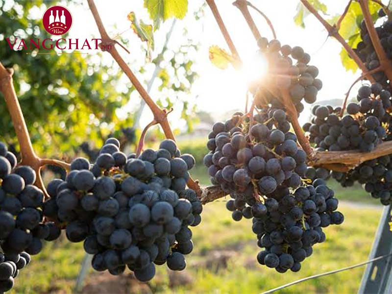 Giống nho sản xuất rượu vang Jean Claude Mas Le Grand Vin Limoux tại Pháp