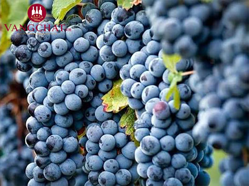 Giống nho Merlot của rượu vang đỏ Sileni Merlot Exceptional Vintage Hawke's Bay