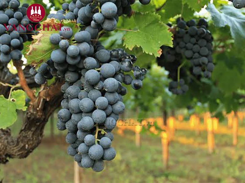 Giống nho Montepulciano của rượu vang Citra-Ortense Montepulciano D'Abruzzo 2.25L