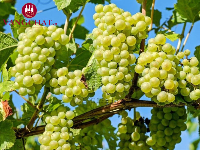 Giống nho của rượu vang không cồn Nozeco Fine Sparkling