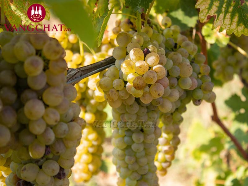 Giống nho làm rượu vang Tenuta Carretta Canorei Roero Arneis Riserva