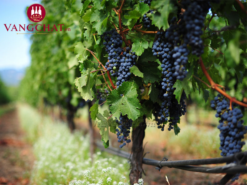 Giống nho Cabernet Sauvignon làm rượu vang đỏ Mazzei Tenuta Belguardo Maremma Toscana Rosso Riserva