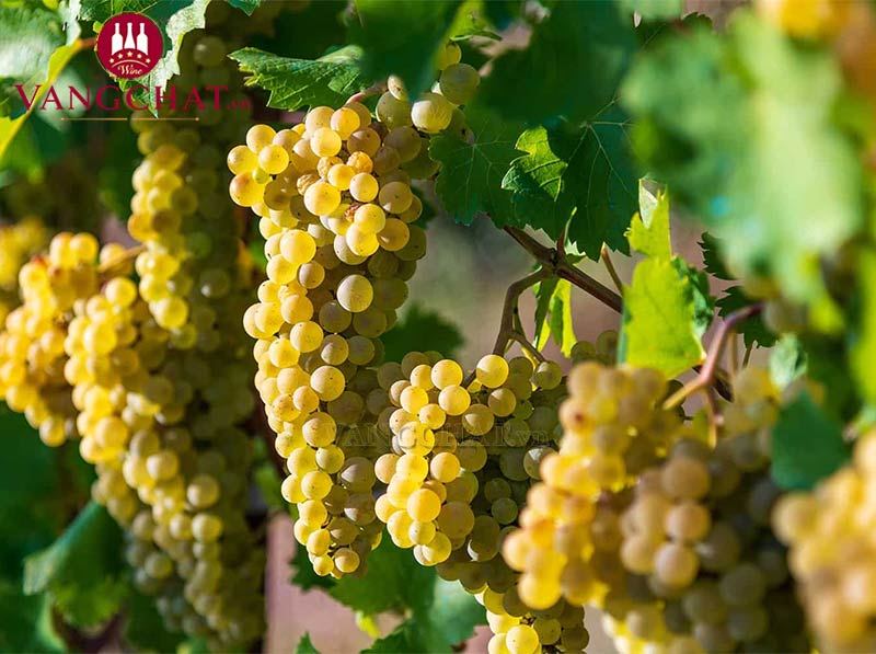 Giống nho làm rượu vang Tenuta Carretta Piemonte Chardonnay