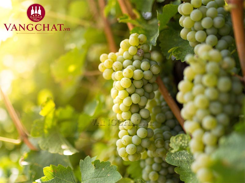 Giống nho Sauvignon Blanc làm rượu vang trắng Van Loveren Blanc de Blanc