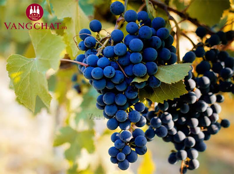 Giống nho làm rượu vang Gianni Gagliardo Madama Barbera d’Alba, Barbera