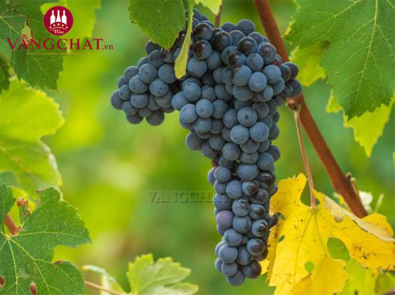 Giống nho làm rượu vang Tenuta Carretta Cascina Ferrero Barolo DOCG
