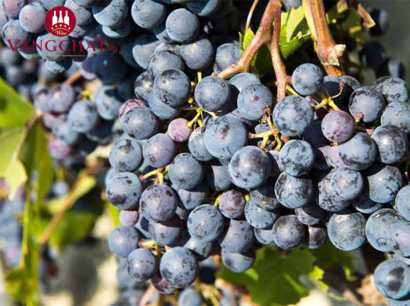 Giống nho làm rượu vang Tenuta Carretta Garassino Barbaresco DOCG