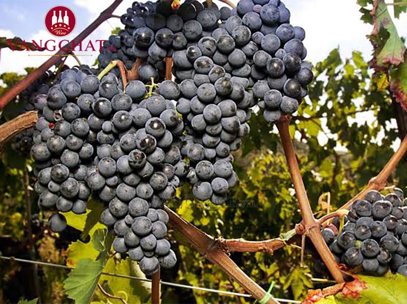 Giống nho làm ruowj vang Castello Fonterutoli Chianti Classico Gran Selezione