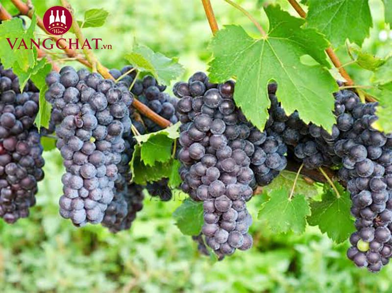 Giống nho làm rượu vang đỏ Gianni Gagliardo Barolo DOCG Preve chính hãng