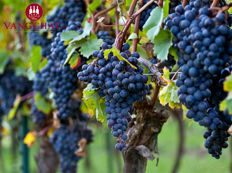 Giống nho làm rượu vang Gianni Gagliardo Barolo DOCG Riserva Cannubi