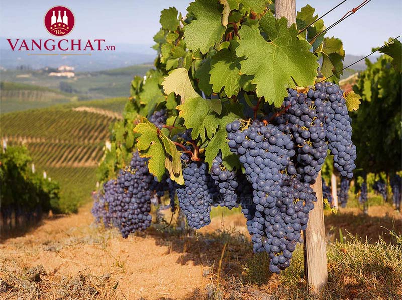 Giống nho làm rượu vang Gianni Gagliardo Dabatiè Langhe Nebbiolo chính hãng