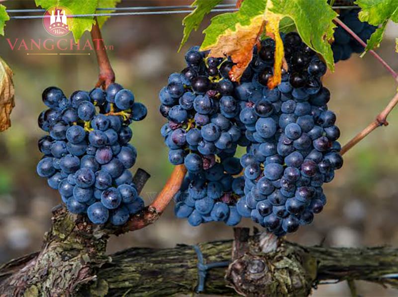 Giống nho làm rượu vang đỏ Mazzei Badiola Chianti Classico Gran Selezione Radda