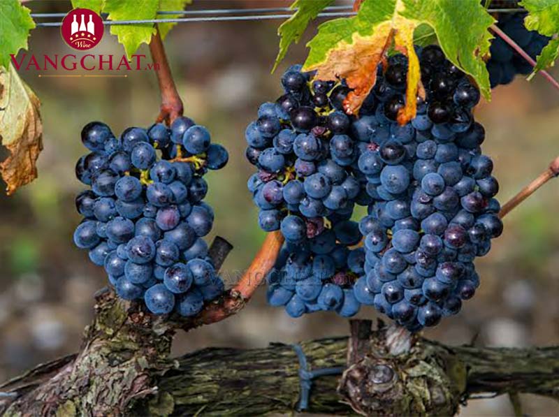 Giống nho làm rượu vang Mazzei No. 10 Fonterutoli Toscana