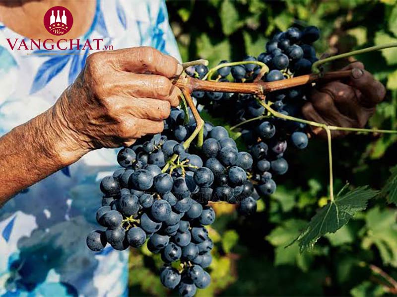 Giống nho làm rượu vang Tenuta Carretta Piemonte Barbera