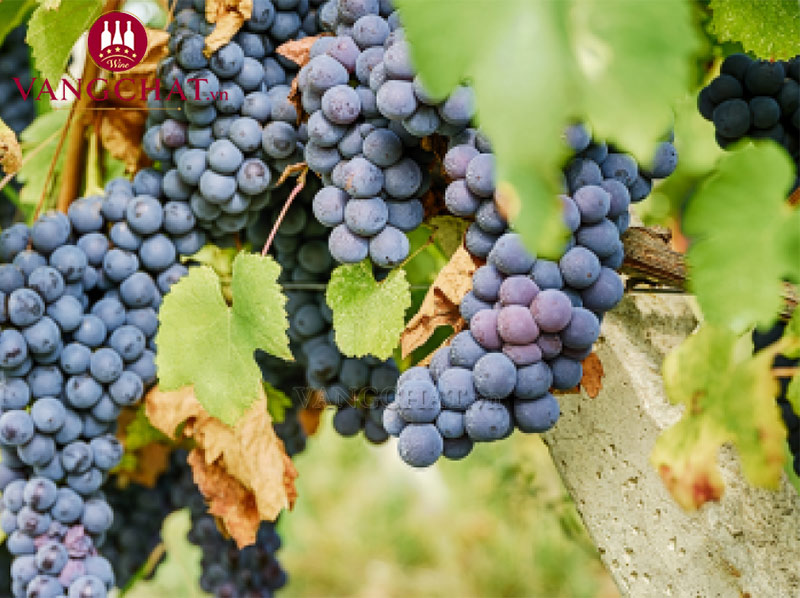 Giống nho làm rượu vang Tenuta Carretta Podio Podium Serrae Langhe DOC Nebbiolo