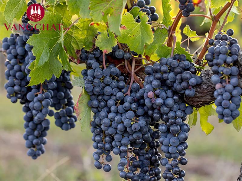 Giống nho làm rượu vang đỏ Tua Rita Perlato del Bosco Toscana Sangiovese