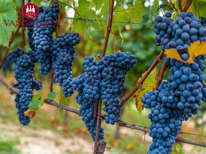 Giống nho làm rượu vang đỏ Gianni Gagliardo Paulin Dolcetto d’Alba